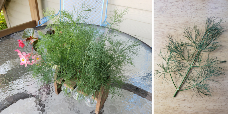 Fresh Dill Harvested from the Garden